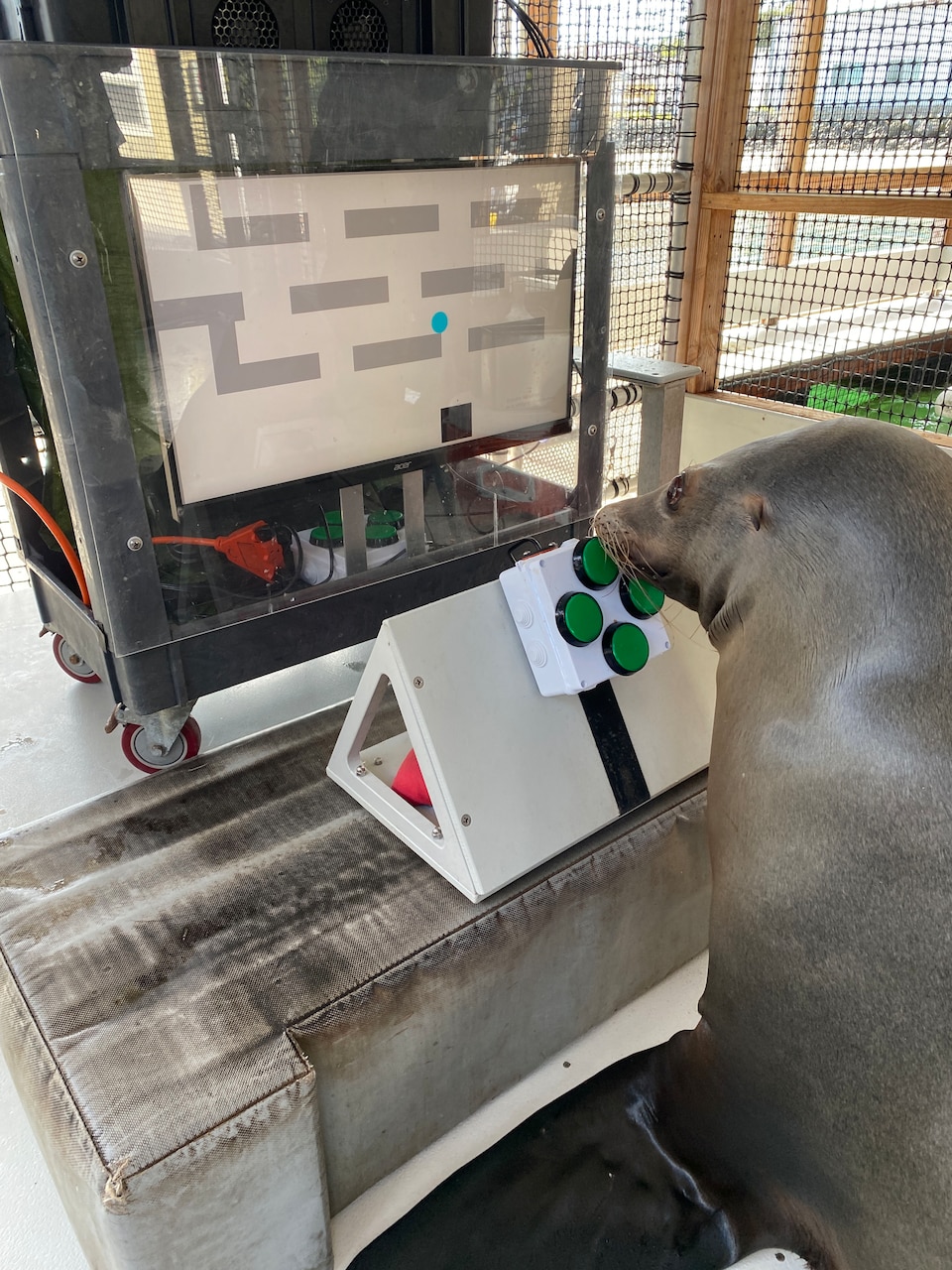 Navy Scientists Create Video Game for Sea Lions