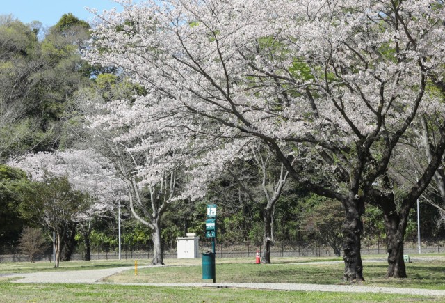 Cherry blossom trees line a walking path that was recently built as part of a new quality-of-life project that also included three dog runs at Camp Zama, Japan, April 10, 2024.